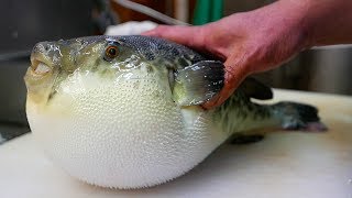 Japanese Street Food  LIVE FUGU PUFFERFISH Puffer Fish Japan [upl. by Nyladnek]