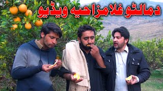 Malto Ghla Funny Video By PK Vines 2019  PK TV [upl. by Kroy]