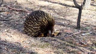 wild echidna walking [upl. by Karalee872]