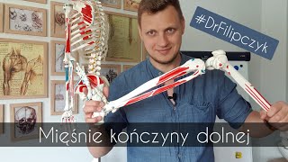 Mięśnie kończyny dolnej DrFilipczyk [upl. by Nessy]