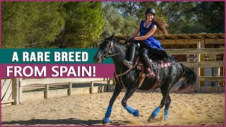 Riding the Mallorquin Horse in Spain [upl. by Fleming]