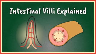 The Intestinal Villi Explained  Absorption [upl. by Lerrad389]