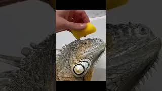 Man save Iguana [upl. by Gregor]