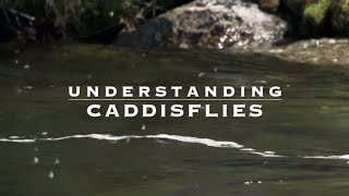 Understanding Caddisflies with Tom Rosenbauer [upl. by Agamemnon76]