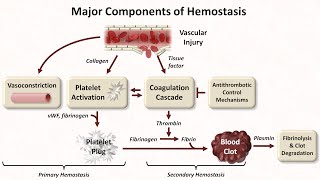 Hemostasis Lesson 1  An Introduction [upl. by Dnaltiak]