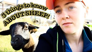 3 THINGS YOU NEED TO KNOW about Sheep  Dorper Sheep Farming [upl. by Tavia186]