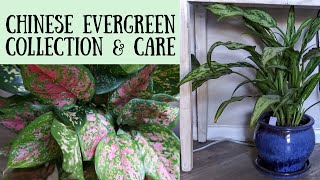 Aglaonema Chinese Evergreen Care amp Collection [upl. by Rab222]