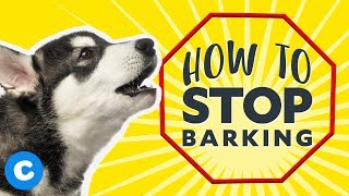 How To Teach Your Puppy to Stop Barking  Chewy [upl. by Annohs244]