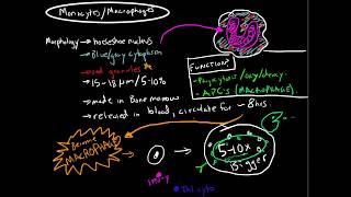 Neutrophil Granules Mnemonic for USMLE [upl. by Sevik71]