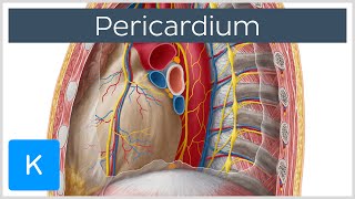 Pericardium  Definition Function amp Layers  Human Anatomy  Kenhub [upl. by Wiedmann]