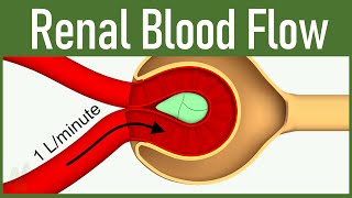 06 Renal Blood Flow [upl. by Yecnay]