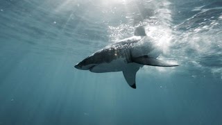 L’ ILE des GRANDS REQUINS BLANCS du PACIFIQUENORD  Chapitre 2 [upl. by Esilrahc]