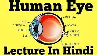 Human Eye Diagram Explained in Hindi [upl. by Dobbins890]