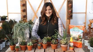 Indoor Succulents for Beginners 🌺  Garden Answer [upl. by Jarlathus]