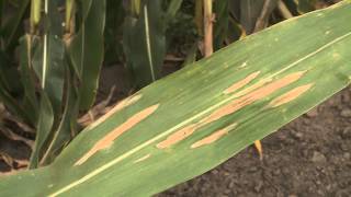 Corn Diseases Northern Corn Leaf Blight [upl. by Jariv]