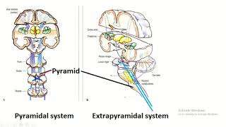 Difference between pyramidal system and extrapyramidal system [upl. by Mota]