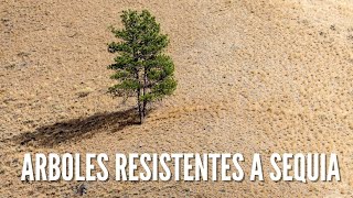 ARBOLES RESISTENTES A LA SEQUIA [upl. by Alilad]