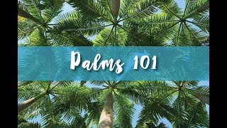 Palms 101 Part 1 [upl. by Yrdnal]