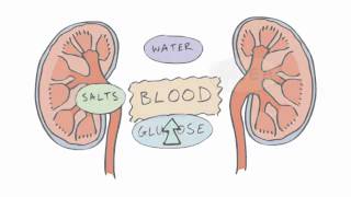 New GCSE BBC Bitesize  Homeostasis [upl. by Kannav]