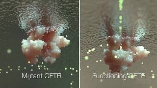 Cystic Fibrosis Mechanism and Treatment  HHMI BioInteractive Video [upl. by Royo]