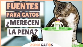 FUENTES PARA GATOS ¿Merecen la pena [upl. by Conlee175]