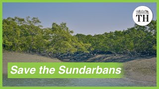 Importance of conserving Sundarbans the largest mangrove forest in the world [upl. by Nylyahs762]