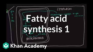 Fatty Acid Synthesis  Part I [upl. by Zebedee]