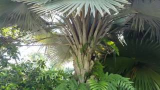 Copernicia hospita  The Blue Yarey Palm From Cuba [upl. by Adlesirk]