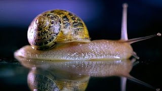 How does a Snail SOUND when Feeding  Earth Science [upl. by Sammie819]