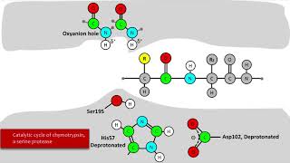 Serine Protease Mechanism [upl. by Honna]