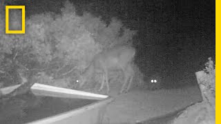 Rare Video Cougar Pounces on Deer  National Geographic [upl. by Roxanne90]