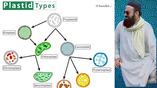 plastids  9th class biology in Pashto [upl. by Tacita310]