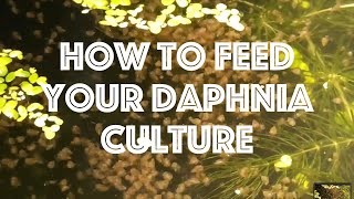 How To Feed Your Daphnia Culture [upl. by Aititil]