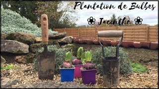 ✿ Plantation Bulbe de Jacinthe ✿ [upl. by Roseline847]