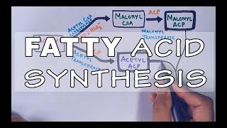 Fatty Acid Biosynthesis  Part II [upl. by Domineca627]