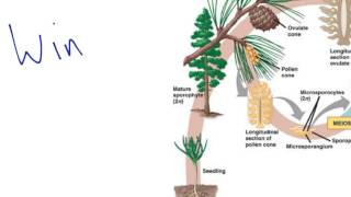 Gymnosperm Reproduction [upl. by Zeitler]