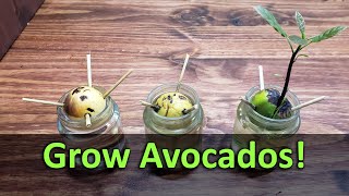 How To Grow An Avocado Plant From Seed [upl. by Sugihara]