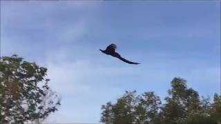 Flying Peacock Compilation [upl. by Collum790]