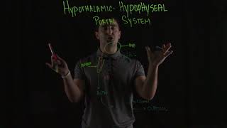 HypothalamicHypophyseal Portal System [upl. by Kristopher959]