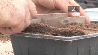 How To Plant Seeds in Starting Trays [upl. by Aitropal]