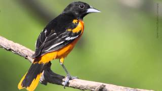 Baltimore Oriole [upl. by Trinette]