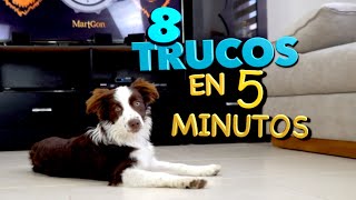 8 Trucos de Perros EN 5 MINUTOS  MartGon [upl. by Ereynihc928]