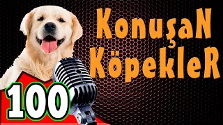 Komik Köpek Videoları  Konuşan Köpekler ve Kediler 100 [upl. by Thurman123]