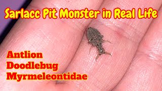 Antlion Larva Feeding and Care antlion antlioneating doodlebugs [upl. by Jemie]