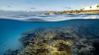 Bonaire Shore Diving Endangered Coral Species at Bari Reef [upl. by Nevanod]