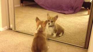 Welsh Corgi Mochas First Mirror Reflection [upl. by Ennoryt870]