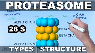 Proteasome  Types and Structures [upl. by Euqinomad]