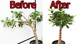 How To Prune And Straighten A Jade Plant Crassula ovata [upl. by Cort]