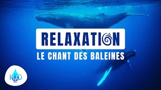 Le chant des baleines Ocean Nature Relaxation Sounds of Nature sound of the ocean whale song [upl. by Ennalyrehc]