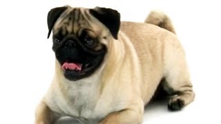 Pug  Dogs 101 [upl. by Norford]